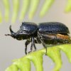 Rhinoceros beetle