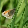 Small heath butterfly