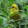 Yellowhammer