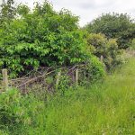 Dead hedge