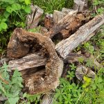 Logs